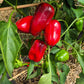 Bull´s Heart DER TOMATENFLÜSTERER