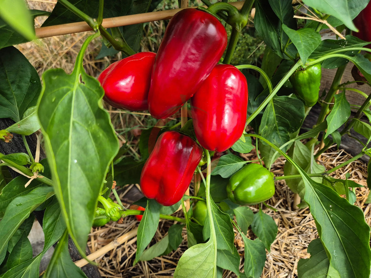 Bull´s Heart DER TOMATENFLÜSTERER