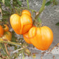 Bull´s Heart Orange DER TOMATENFLÜSTERER