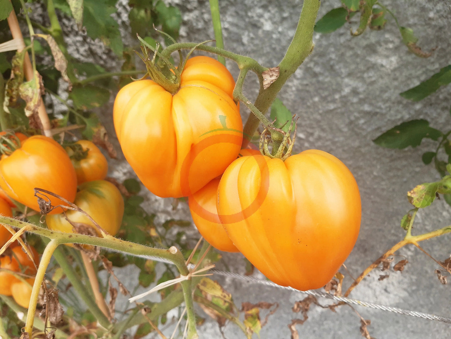 Bull´s Heart Orange DER TOMATENFLÜSTERER