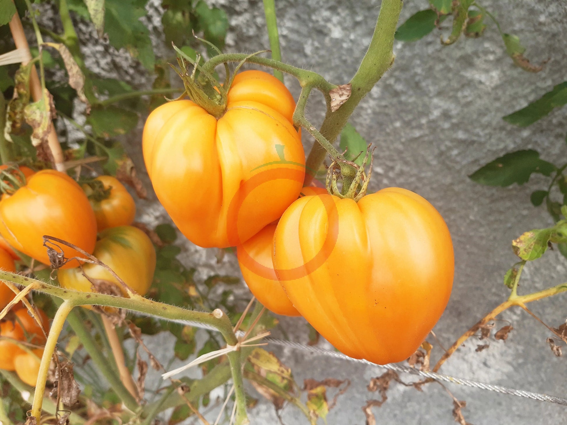Bull´s Heart Orange DER TOMATENFLÜSTERER