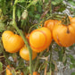 Bull´s Heart Orange DER TOMATENFLÜSTERER