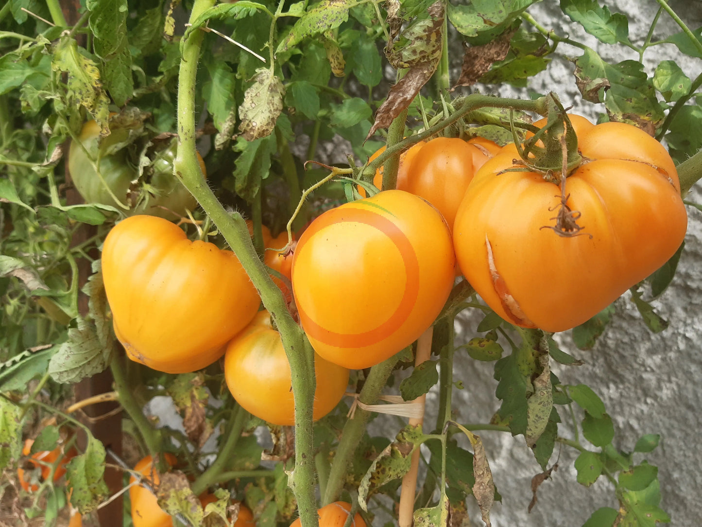 Bull´s Heart Orange DER TOMATENFLÜSTERER