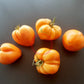 Bull´s Heart Orange DER TOMATENFLÜSTERER