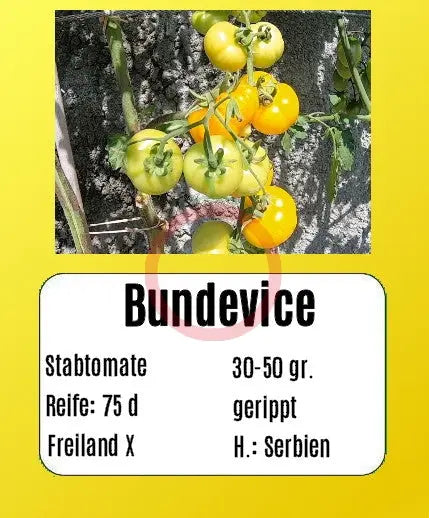 Bundevice DER TOMATENFLÜSTERER