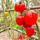 Burgess Stuffing DER TOMATENFLÜSTERER