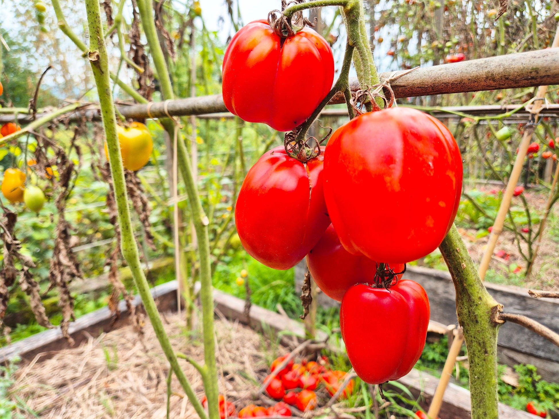 Burgess Stuffing DER TOMATENFLÜSTERER