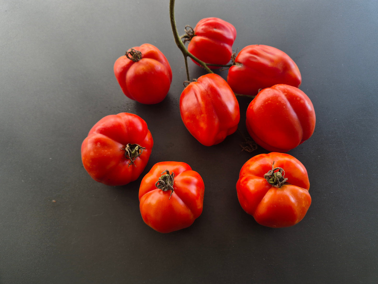 Burgess Stuffing DER TOMATENFLÜSTERER