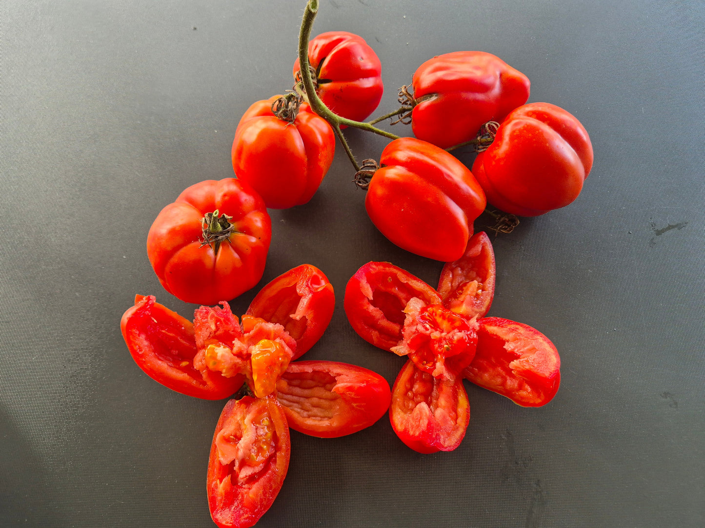 Burgess Stuffing DER TOMATENFLÜSTERER