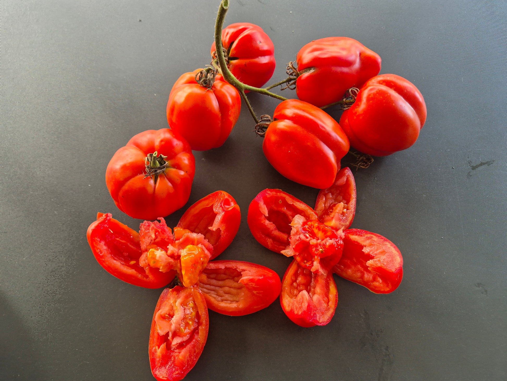 Burgess Stuffing DER TOMATENFLÜSTERER