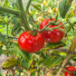 Burpee´s Quarter Century DER TOMATENFLÜSTERER