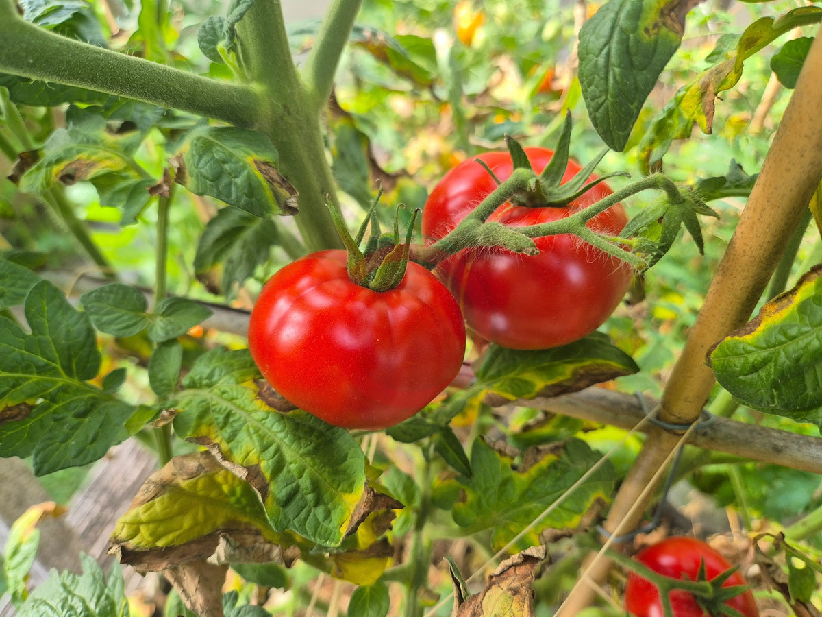 Burpee´s Quarter Century DER TOMATENFLÜSTERER