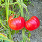 Butler Skinner DER TOMATENFLÜSTERER