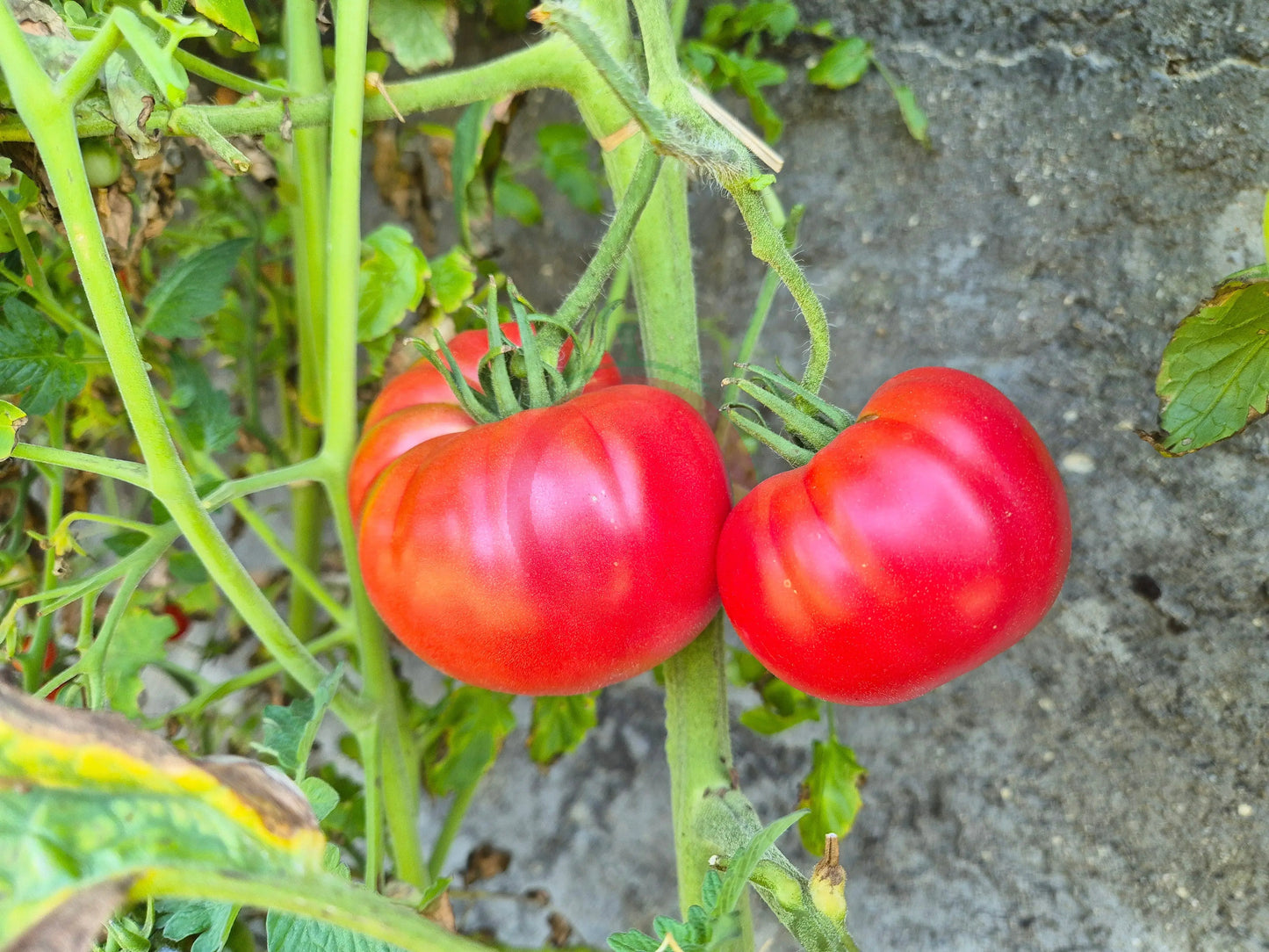 Butler Skinner DER TOMATENFLÜSTERER