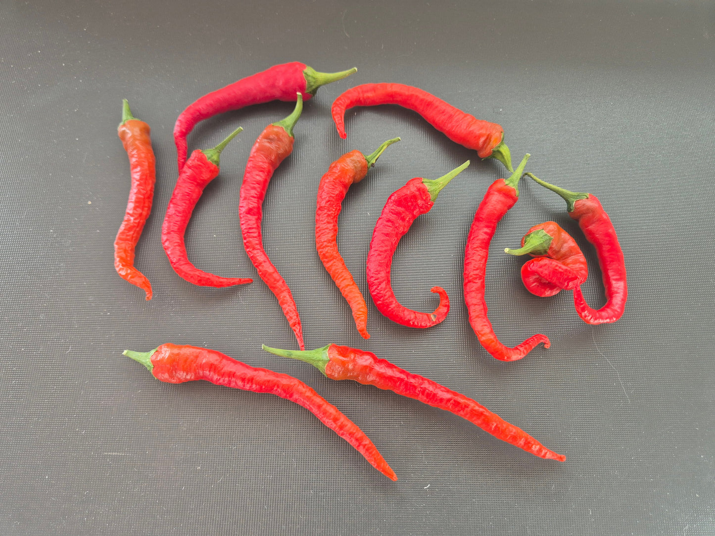 Byadgi Chili DER TOMATENFLÜSTERER