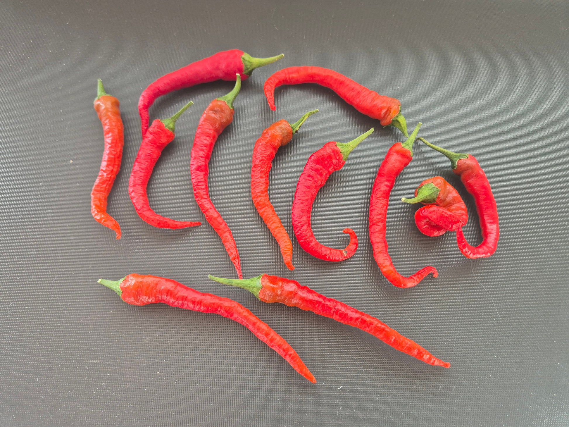 Byadgi Chili DER TOMATENFLÜSTERER