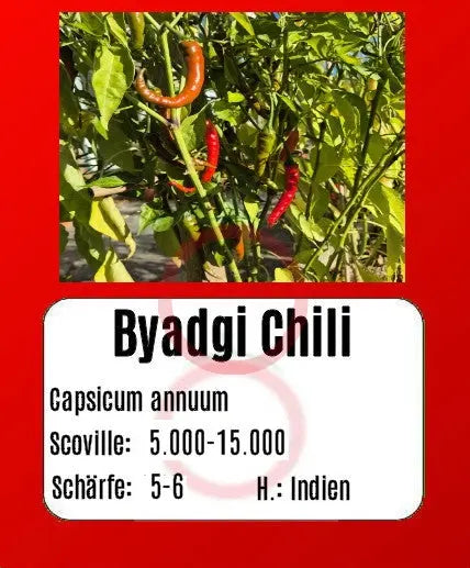 Byadgi Chili DER TOMATENFLÜSTERER