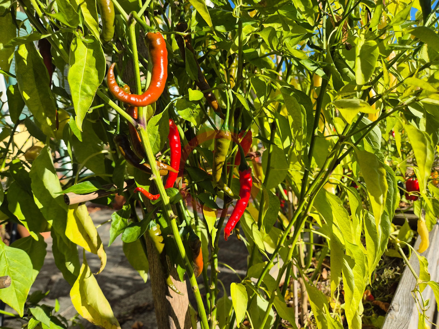 Byadgi Chili DER TOMATENFLÜSTERER