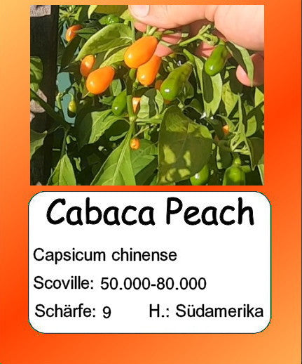 Cabaca Peach DER TOMATENFLÜSTERER
