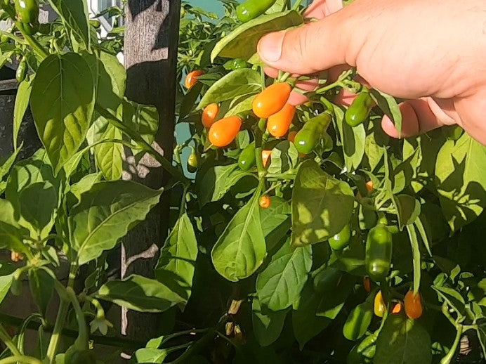 Cabaca Peach DER TOMATENFLÜSTERER