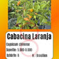 Cabacina Laranja DER TOMATENFLÜSTERER