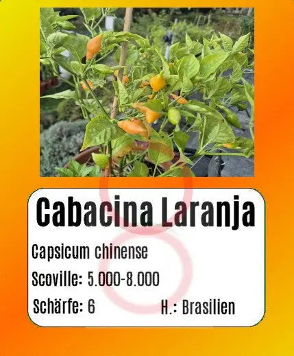 Cabacina Laranja DER TOMATENFLÜSTERER