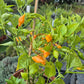 Cabacina Laranja DER TOMATENFLÜSTERER