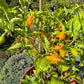 Cabacina Laranja DER TOMATENFLÜSTERER