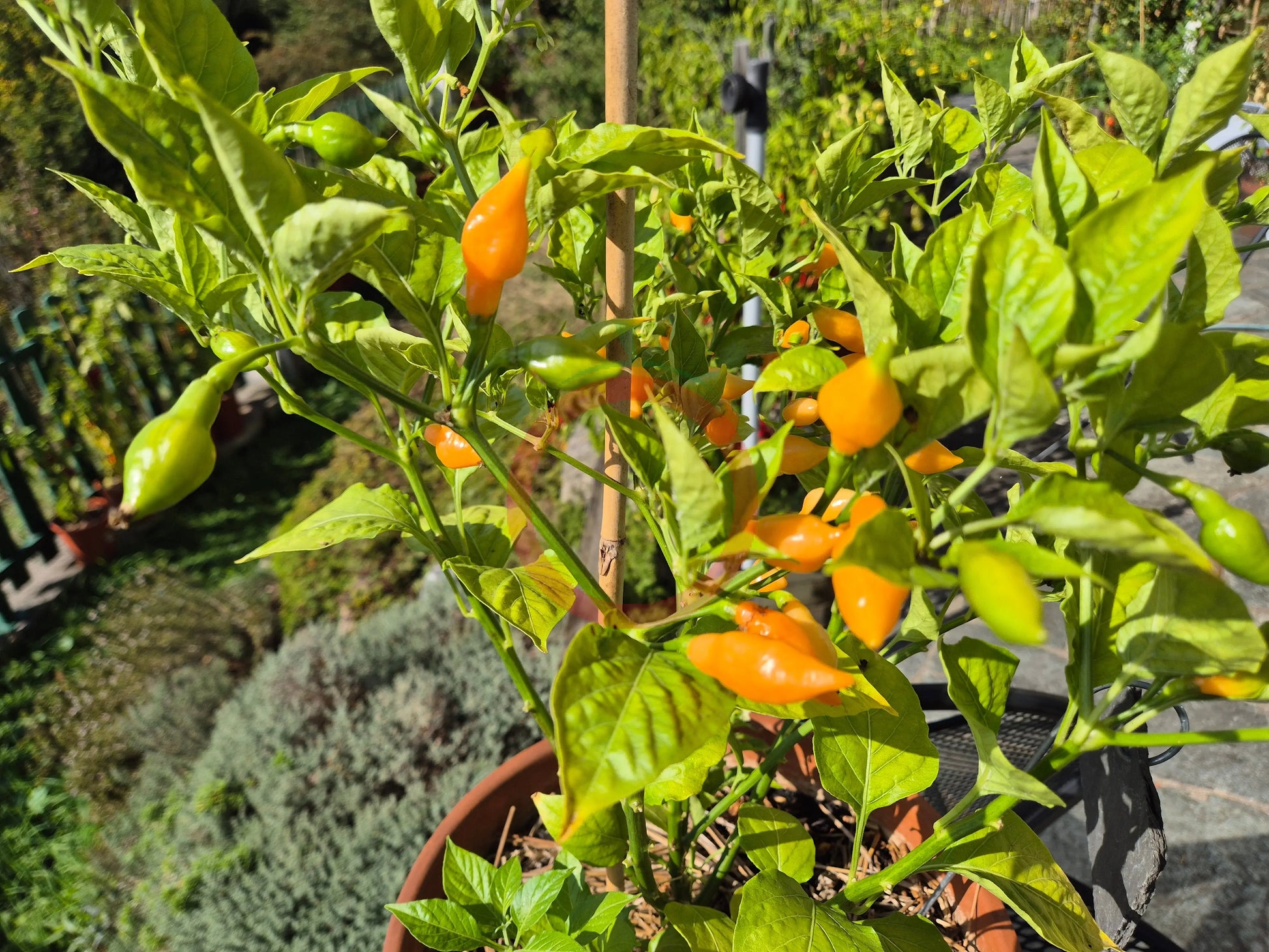 Cabacina Laranja DER TOMATENFLÜSTERER