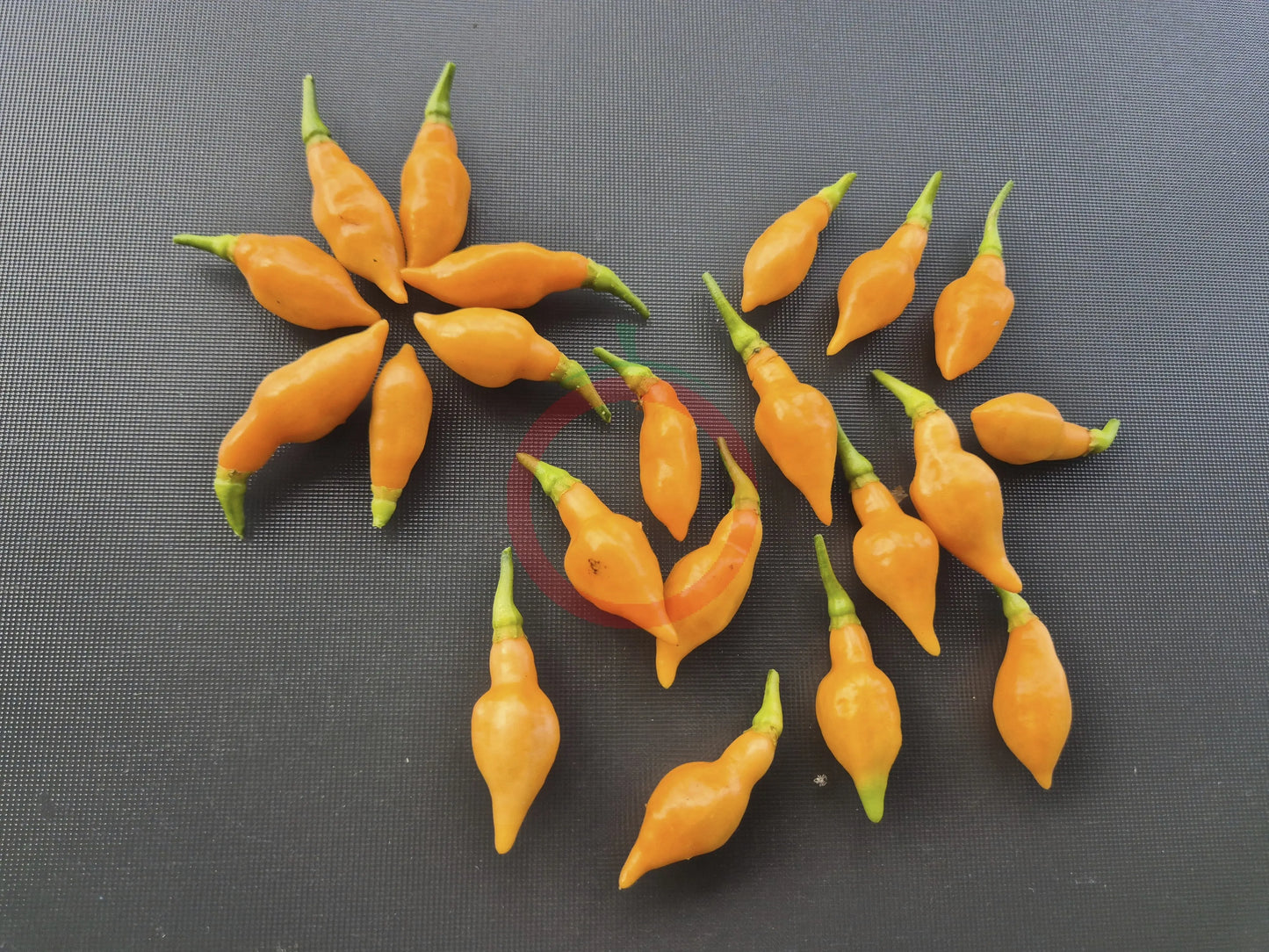 Cabacina Laranja DER TOMATENFLÜSTERER