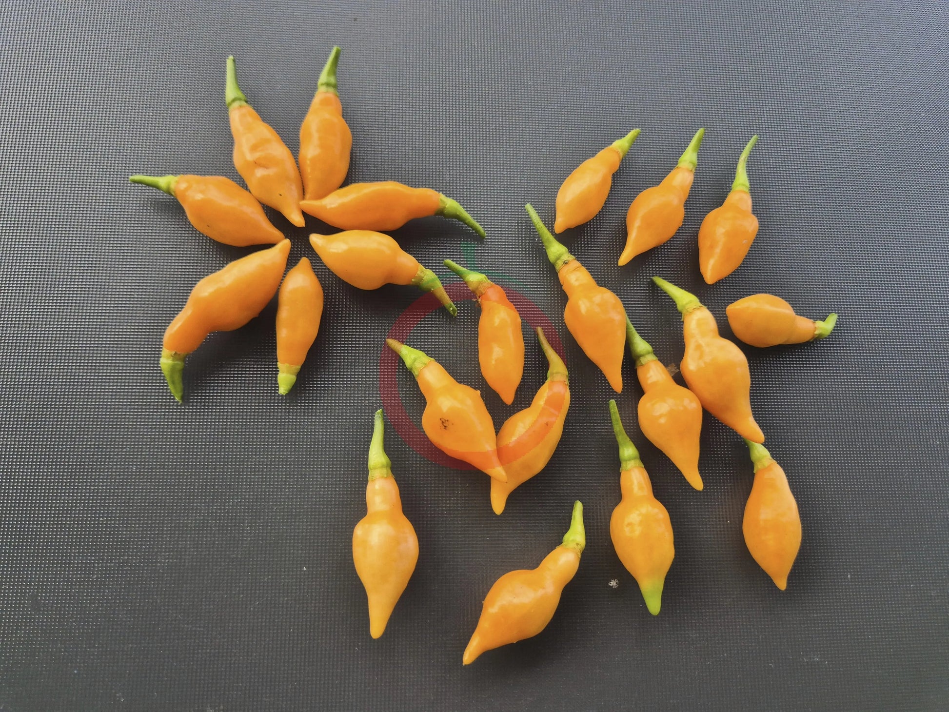 Cabacina Laranja DER TOMATENFLÜSTERER