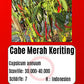 Cabe Merah Keriting DER TOMATENFLÜSTERER