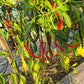 Cabe Merah Keriting DER TOMATENFLÜSTERER