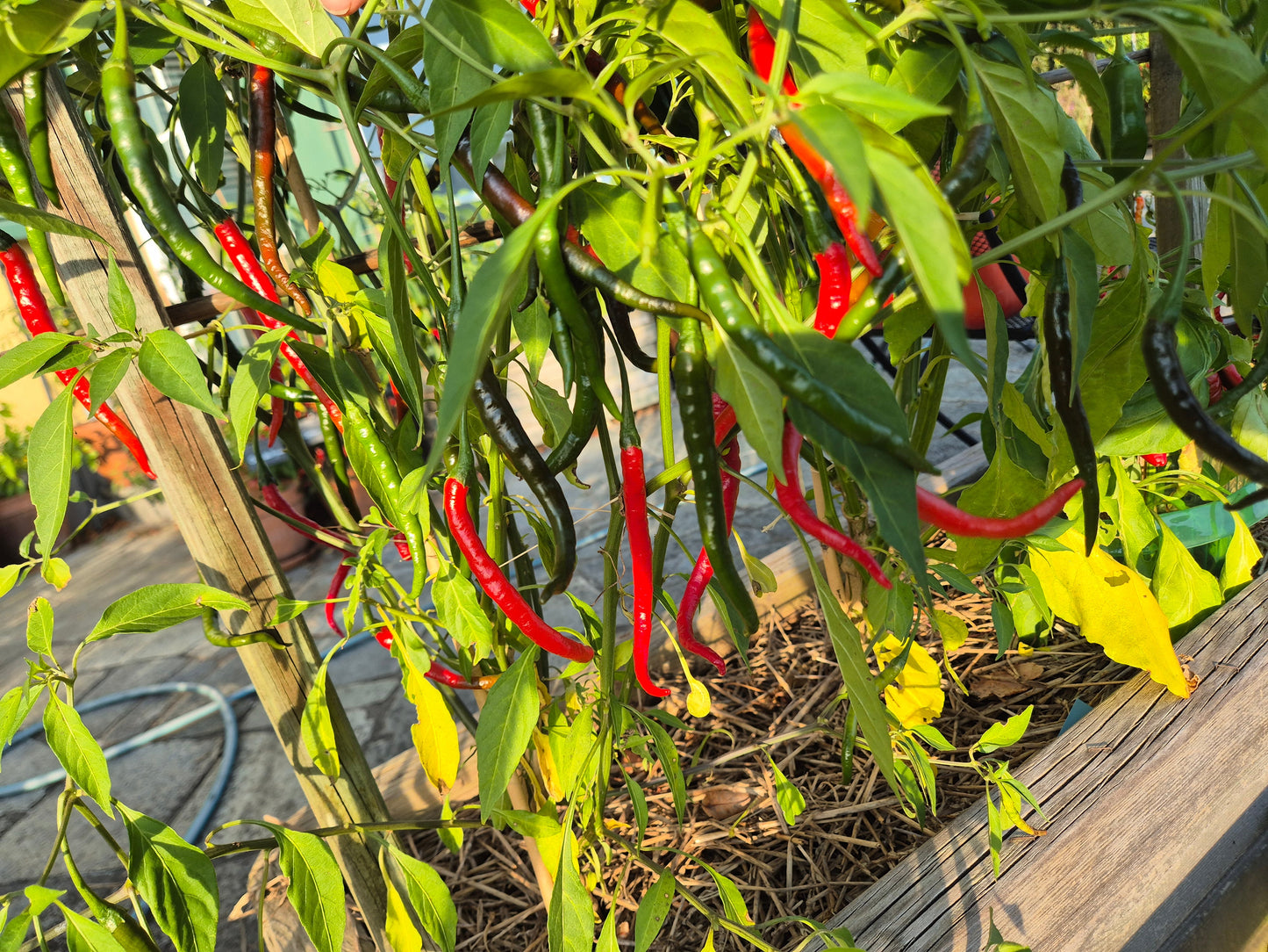 Cabe Merah Keriting DER TOMATENFLÜSTERER
