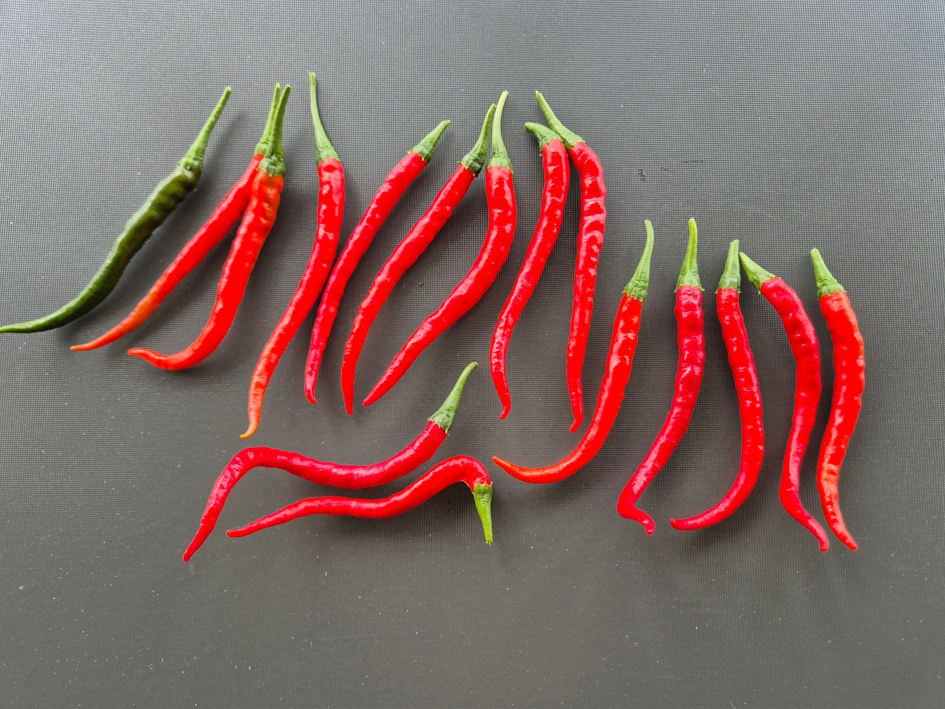 Cabe Merah Keriting DER TOMATENFLÜSTERER