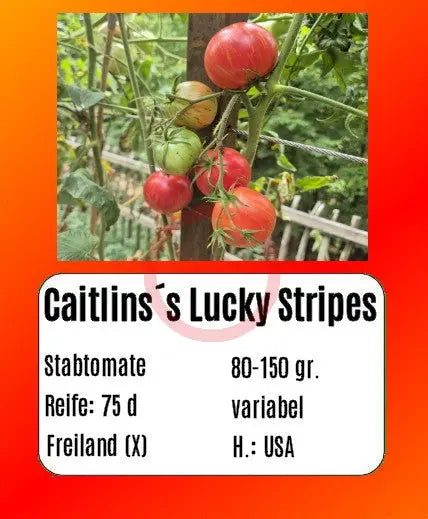 Caitlins´s Lucky Stripes DER TOMATENFLÜSTERER