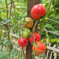 Caitlins´s Lucky Stripes DER TOMATENFLÜSTERER