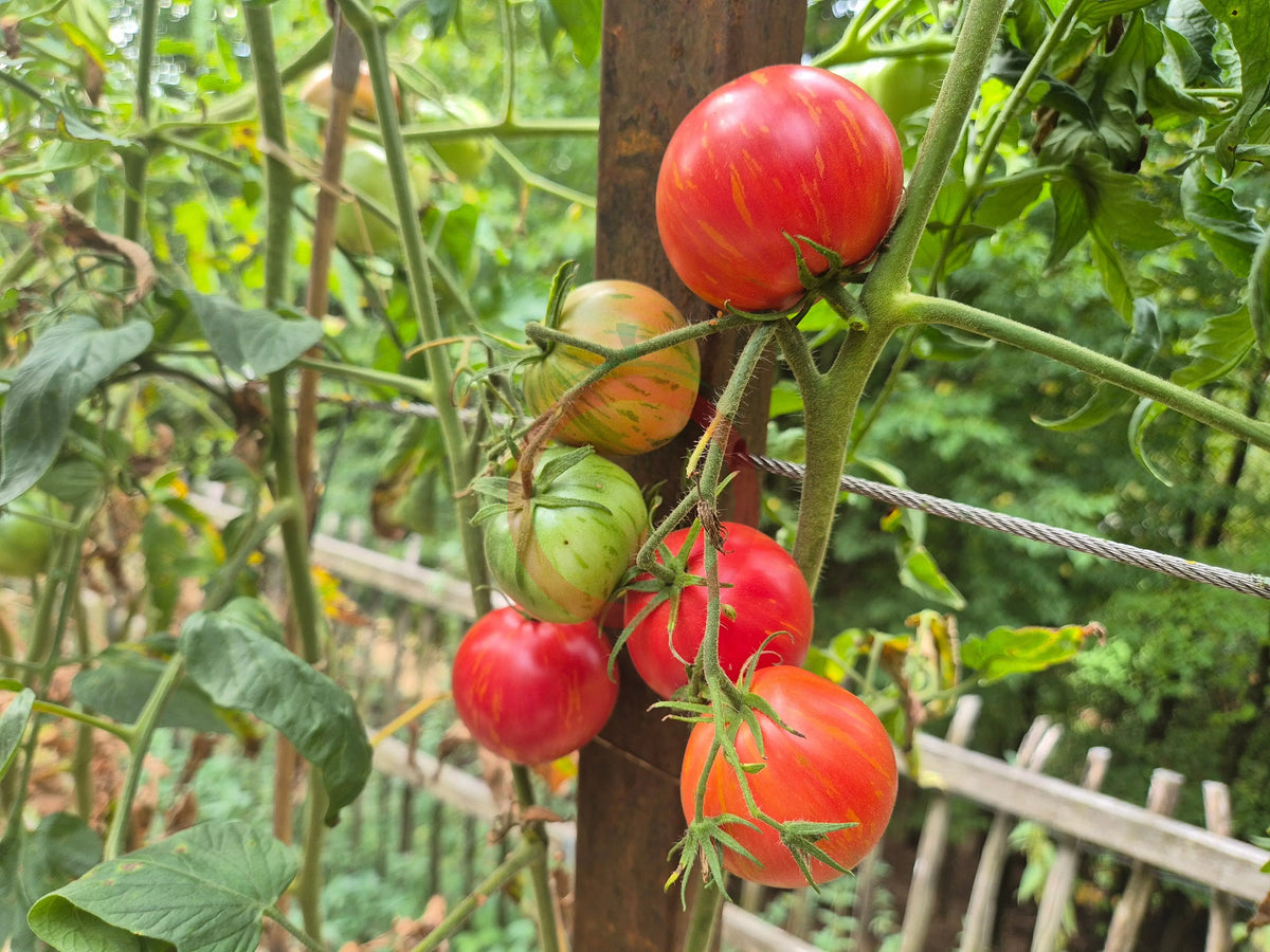 Caitlins´s Lucky Stripes DER TOMATENFLÜSTERER