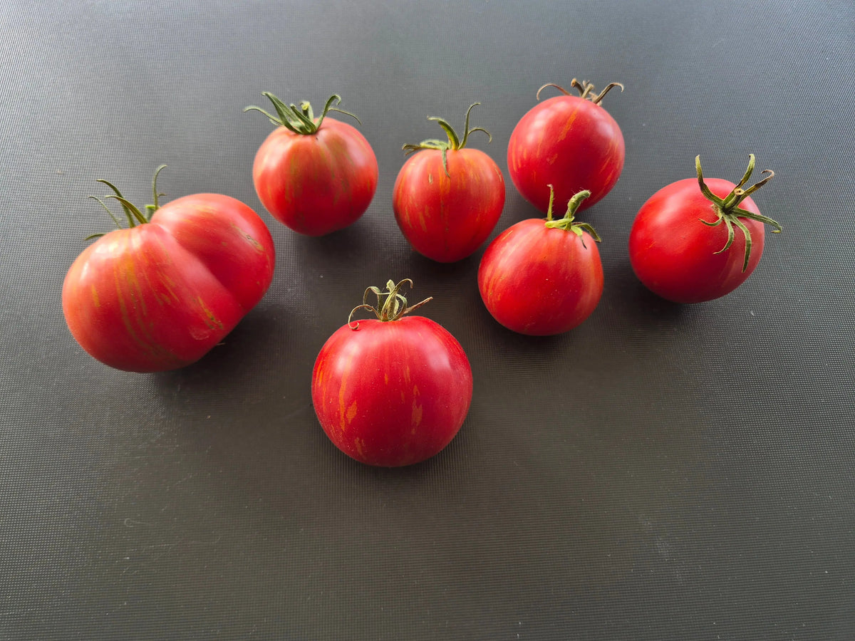 Caitlins´s Lucky Stripes DER TOMATENFLÜSTERER