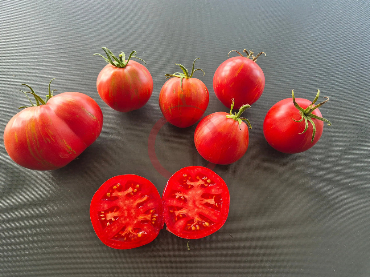 Caitlins´s Lucky Stripes DER TOMATENFLÜSTERER