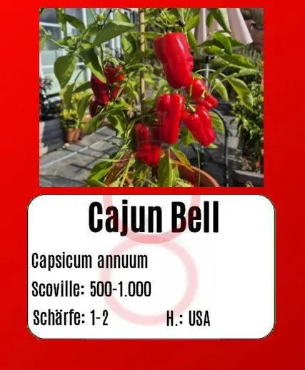 Cajun Belle DER TOMATENFLÜSTERER