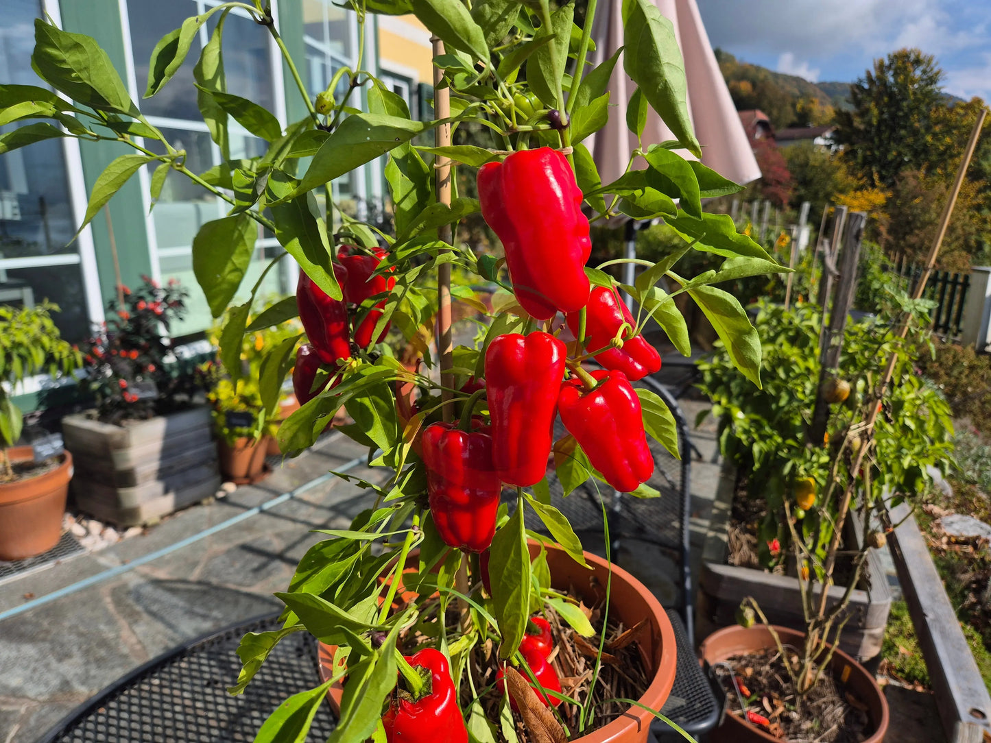 Cajun Belle DER TOMATENFLÜSTERER