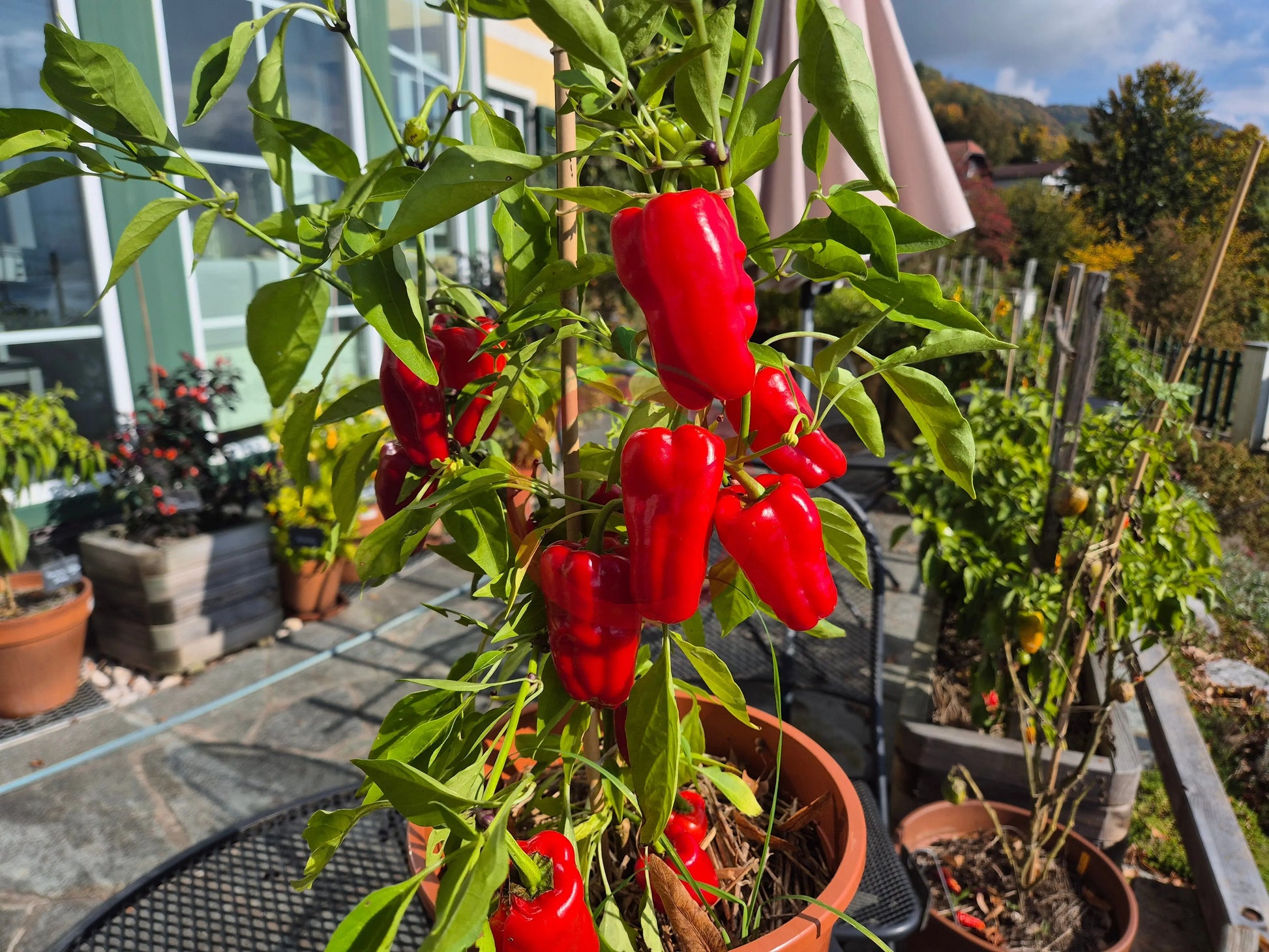 Cajun Belle DER TOMATENFLÜSTERER