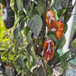 Camelot DER TOMATENFLÜSTERER