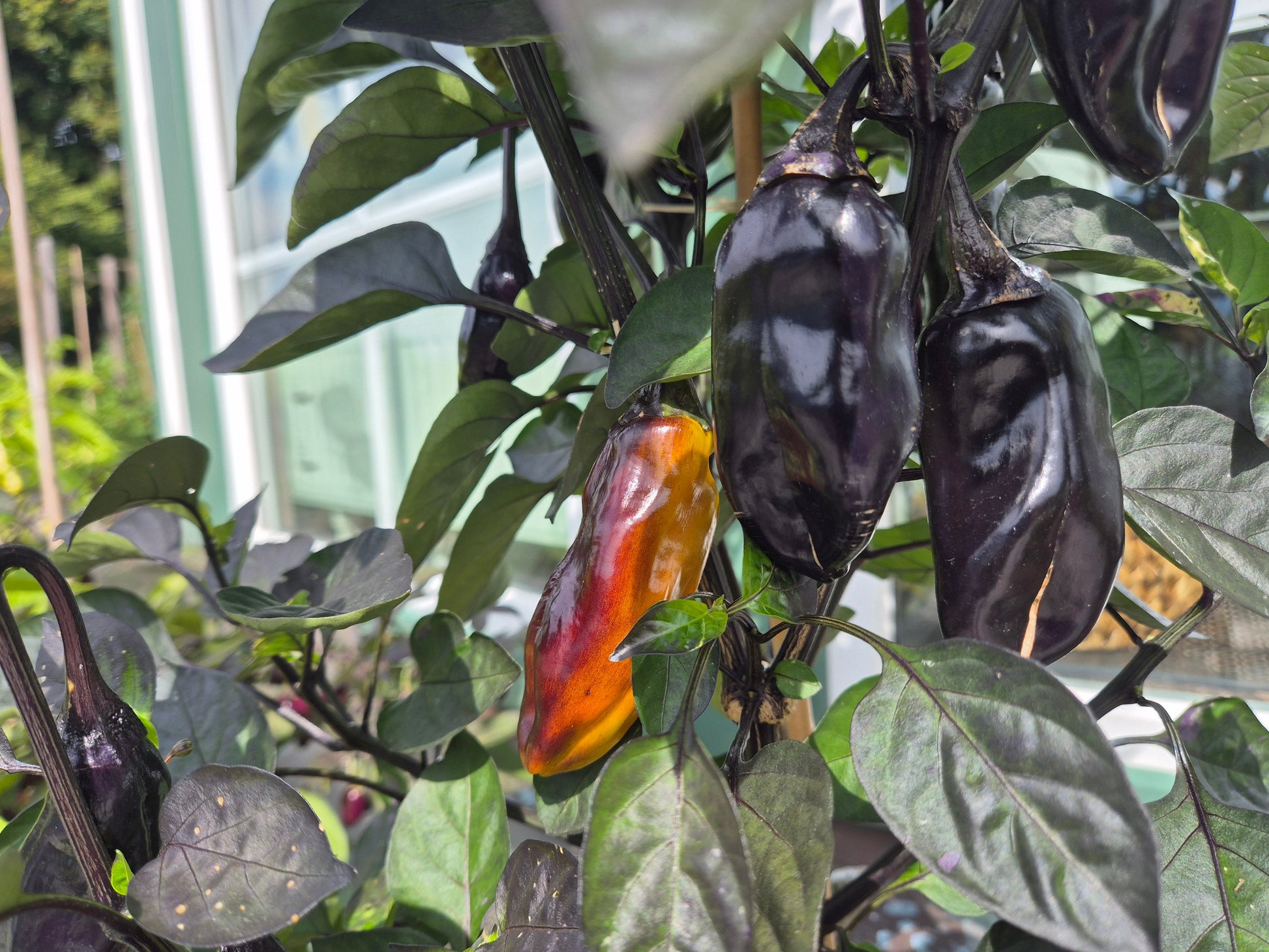 Camelot DER TOMATENFLÜSTERER