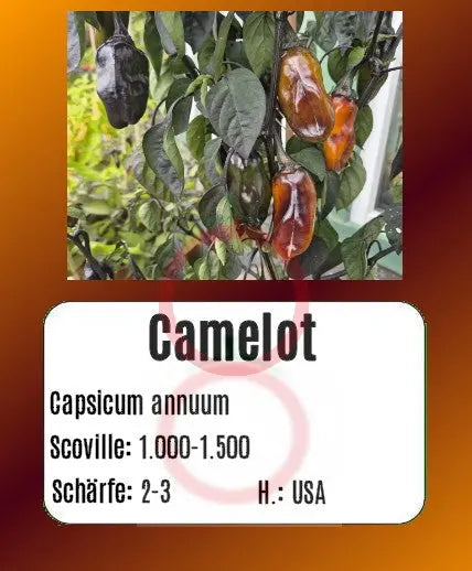 Camelot DER TOMATENFLÜSTERER
