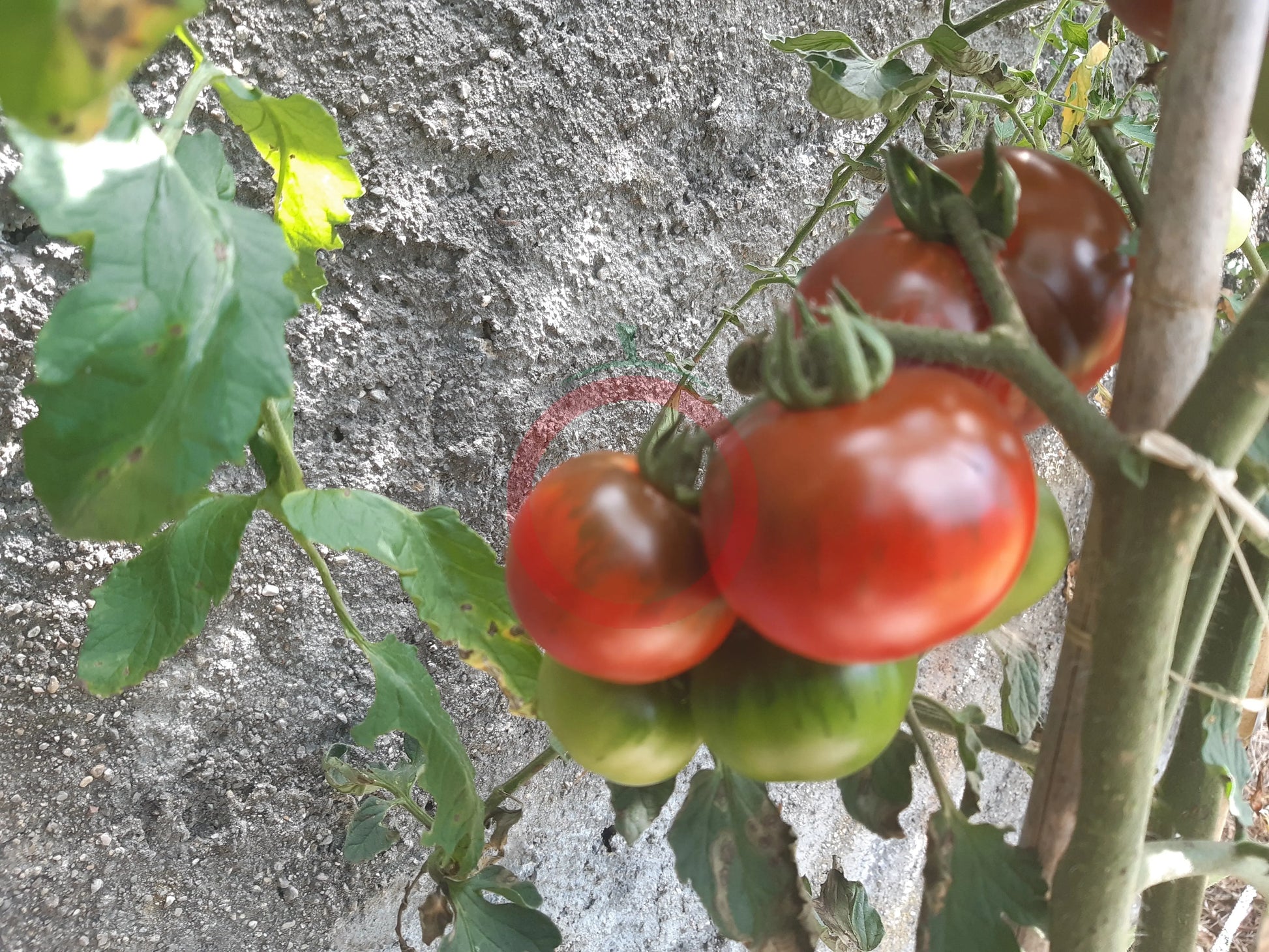 Camone DER TOMATENFLÜSTERER