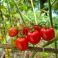 Camp Joy DER TOMATENFLÜSTERER
