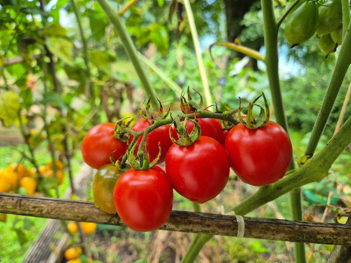 Camp Joy DER TOMATENFLÜSTERER