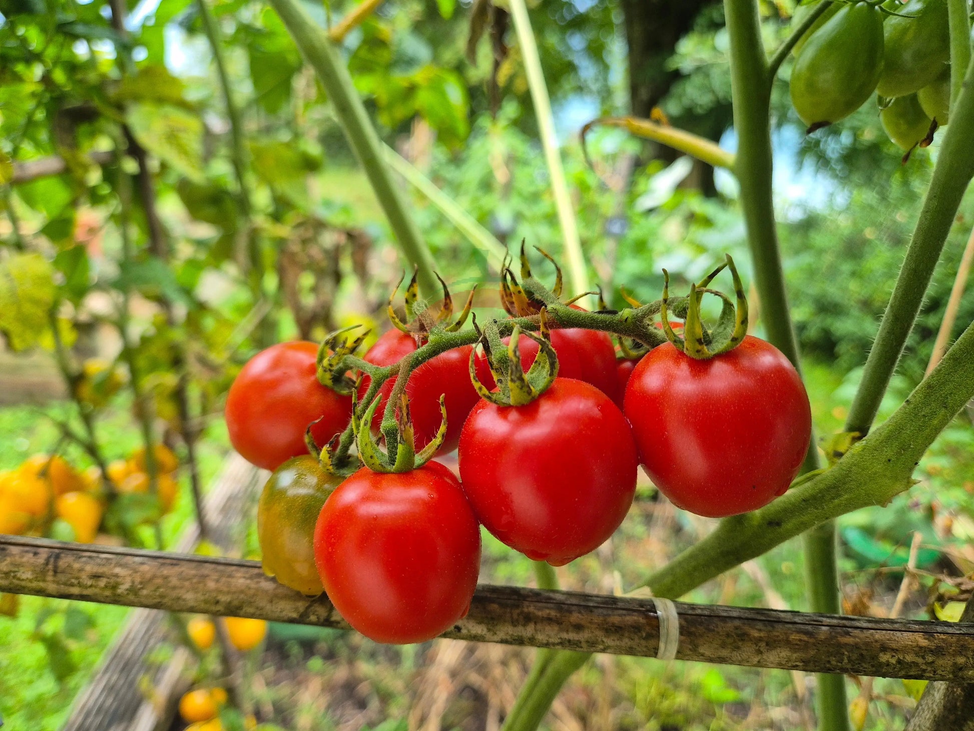 Camp Joy DER TOMATENFLÜSTERER